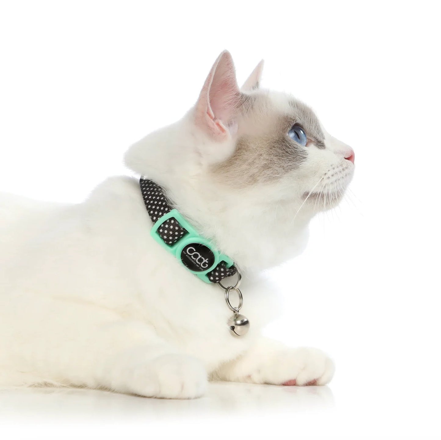 DOOG CAAT Quick Release Kitten Collar Pongo