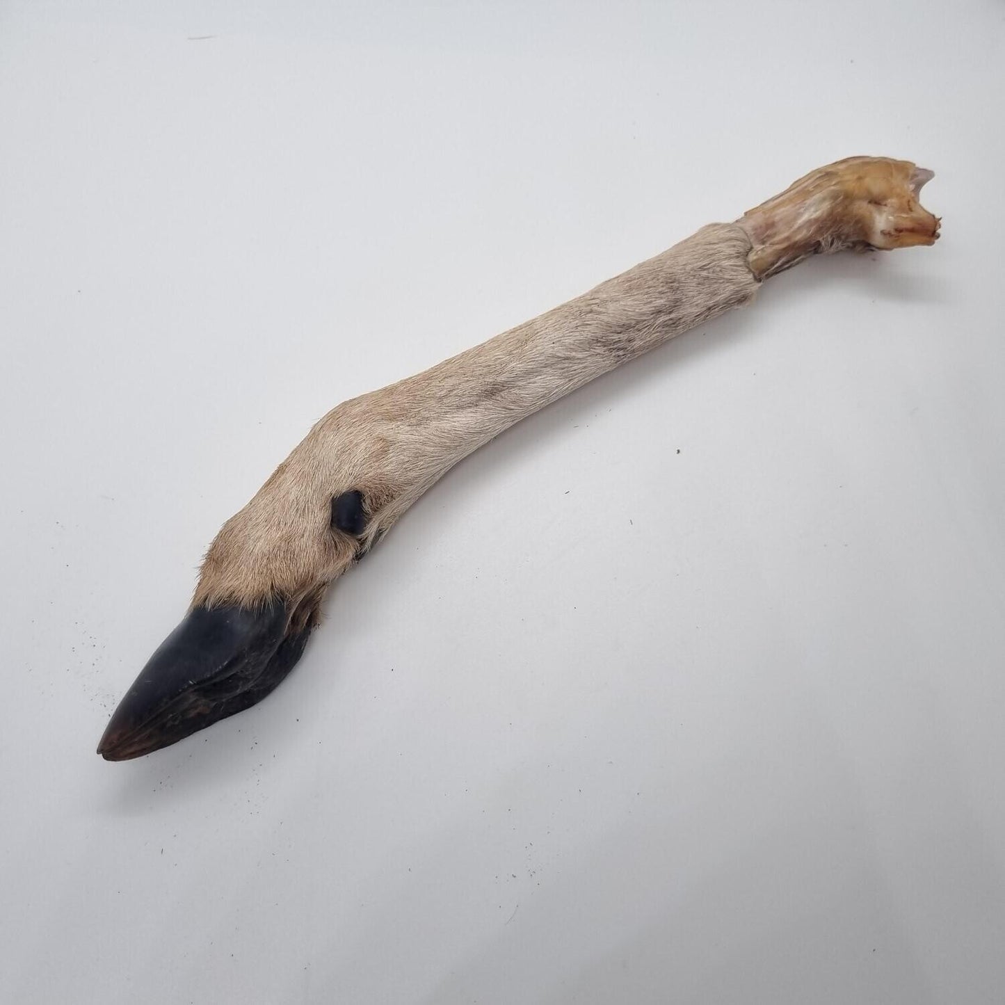 The Pawfect Butcher Deer Trotter
