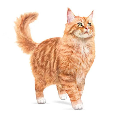 Royal Canin Ageing 11+ Cat Wet Food Pouches in Jelly