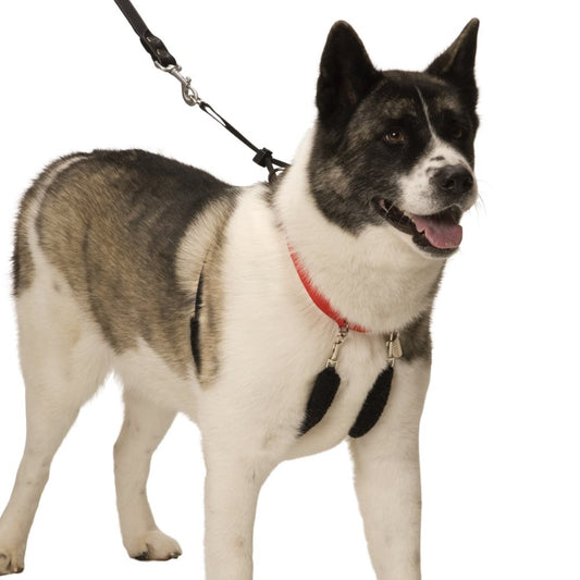 Sporn Original Halter Dog Harness Black
