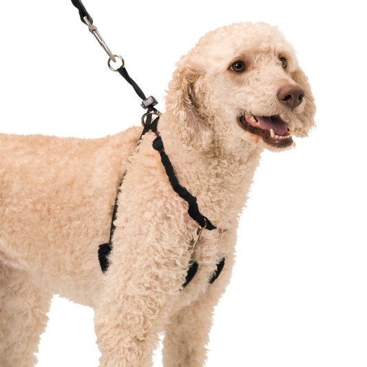 Sporn Original Halter Dog Harness Black