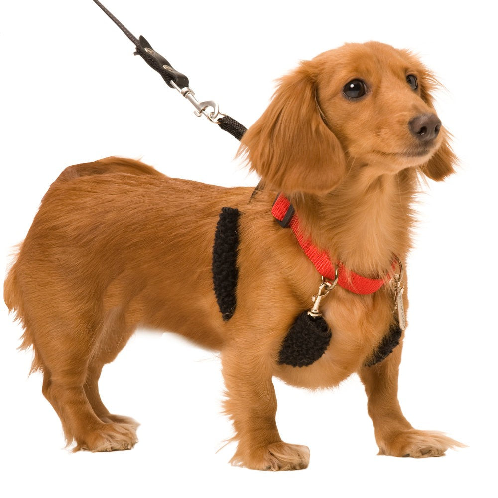 Sporn Original Halter Dog Harness Black