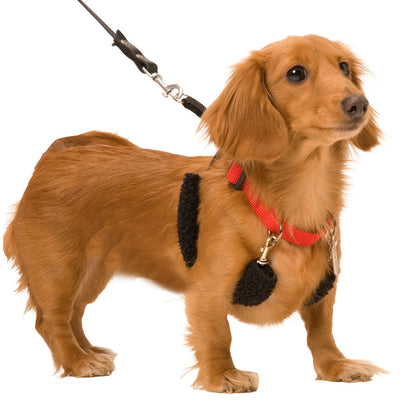 Sporn Original Halter Dog Harness Black