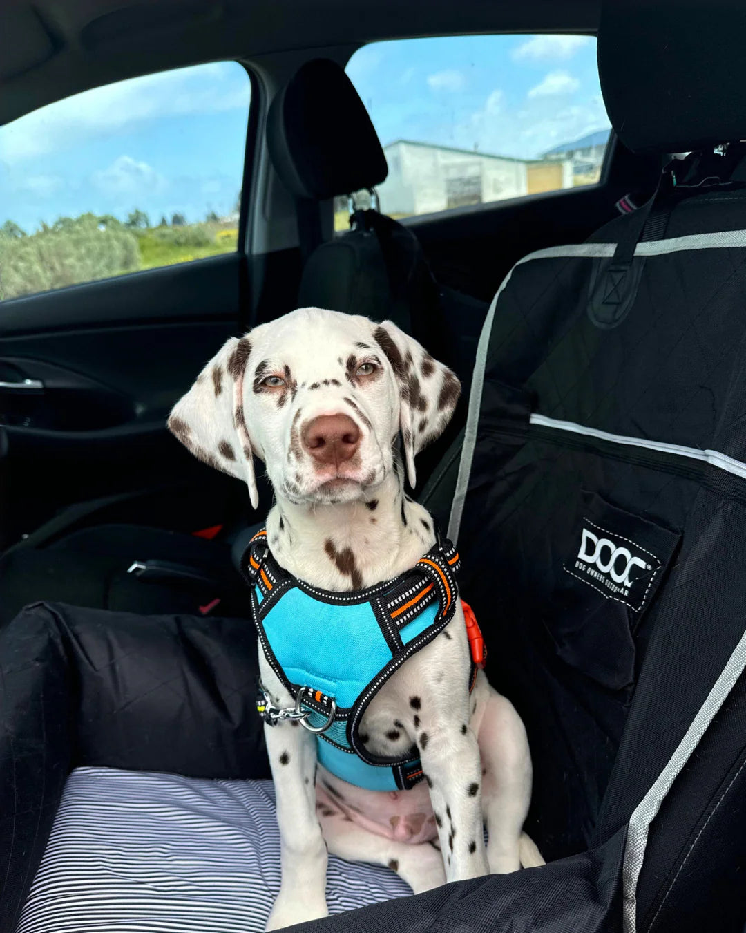 DOOG Neotech Harness Rin Tin Tin