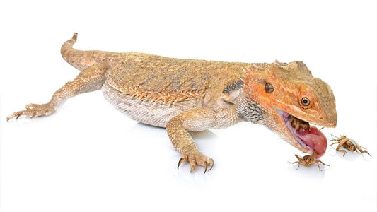 Live Crickets Large 2.5cm