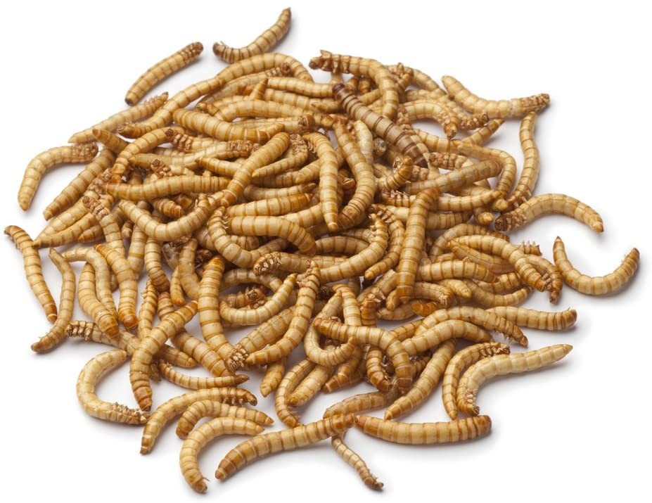 Live Mealworms 100g