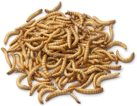 Live Mealworms 100g