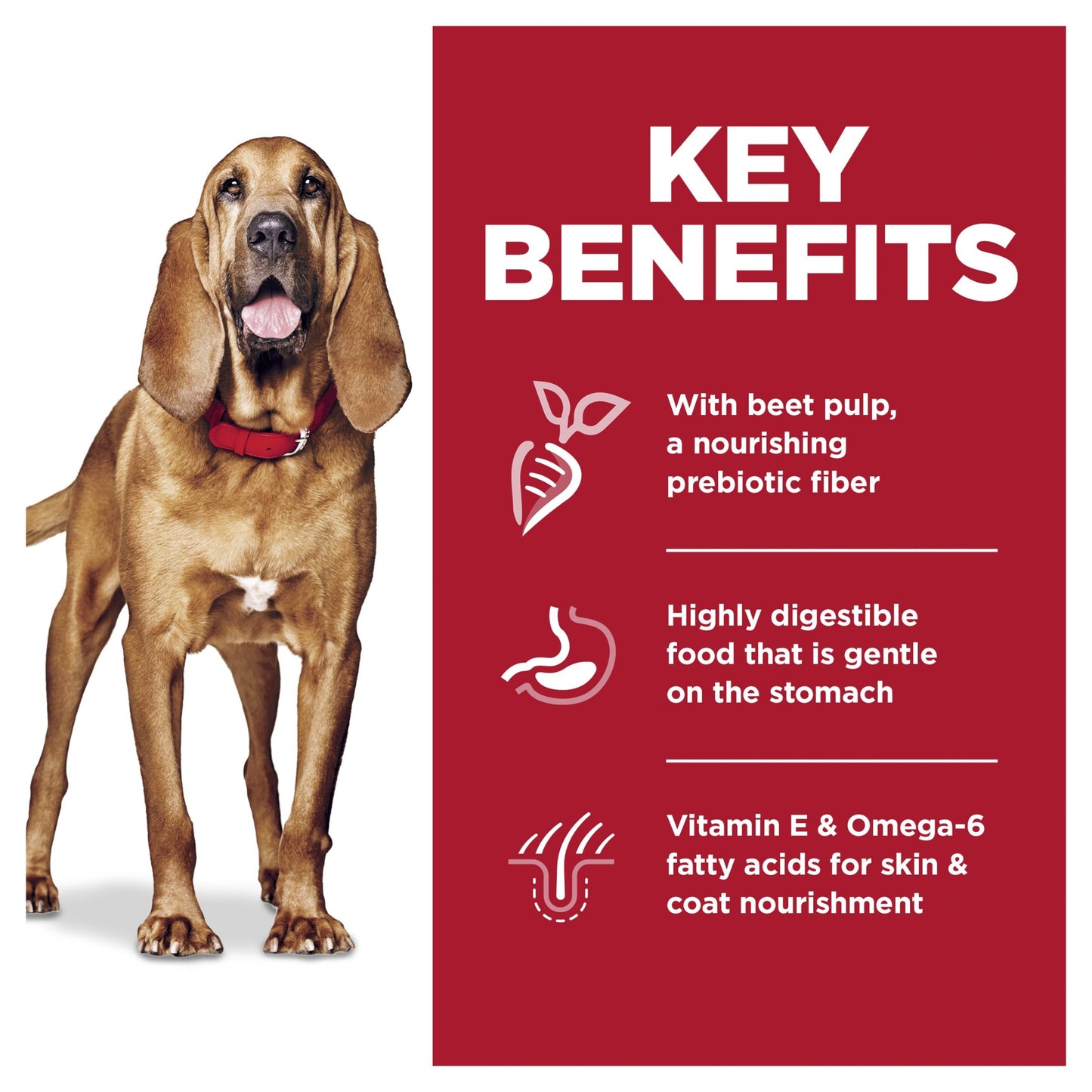 Hill's Science Diet Adult Sensitive Stomach & Skin Large Breed Chicken & Barley Recipe Dry Dog Food