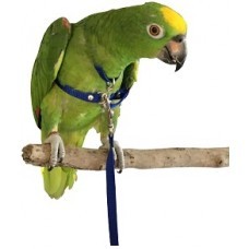 Bird Harness Medium