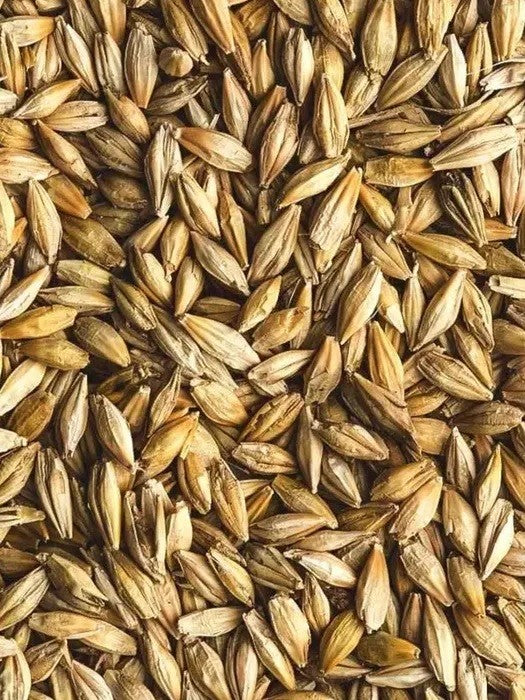 Avigrain Barley