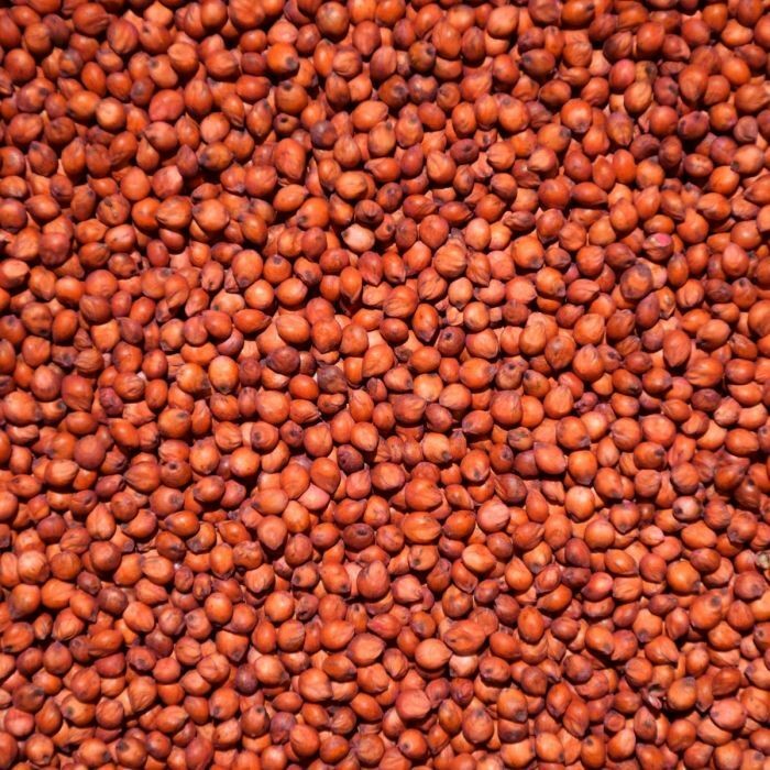 Avigrain Sorghum