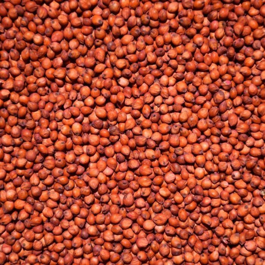 Avigrain Sorghum