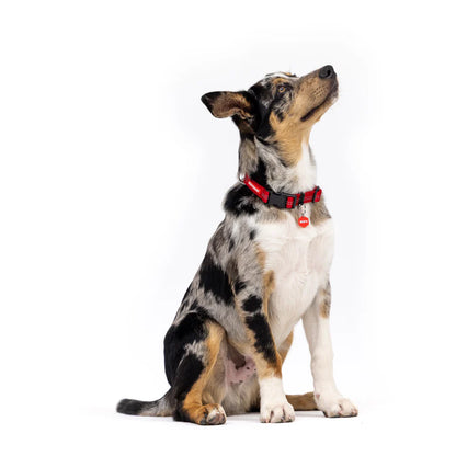 EzyDog Essential Adjustable Collar Palm Green