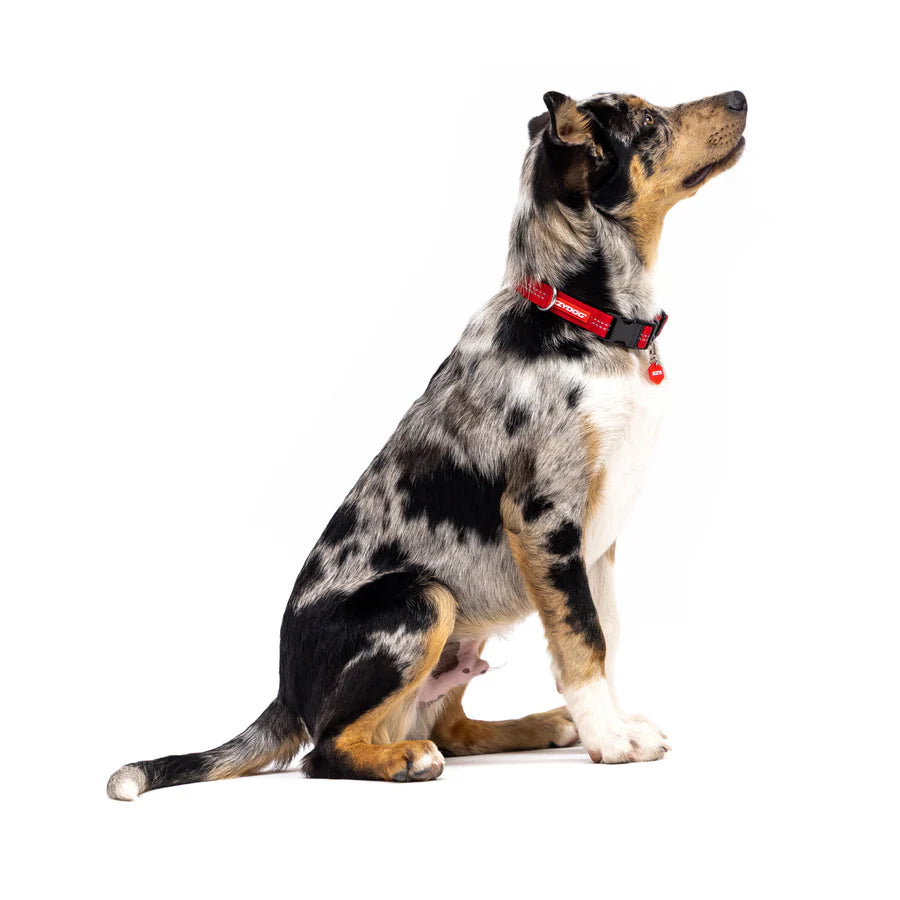 EzyDog Essential Adjustable Collar Palm Green