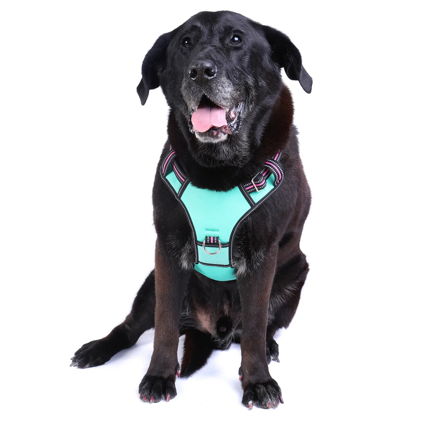 DOOG Neotech Harness Rin Tin Tin
