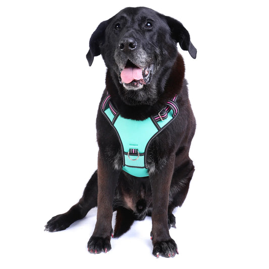 DOOG Neotech Harness Rin Tin Tin