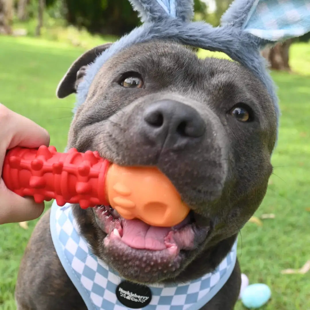 Happy Staffy Co Nylon Skull Bone