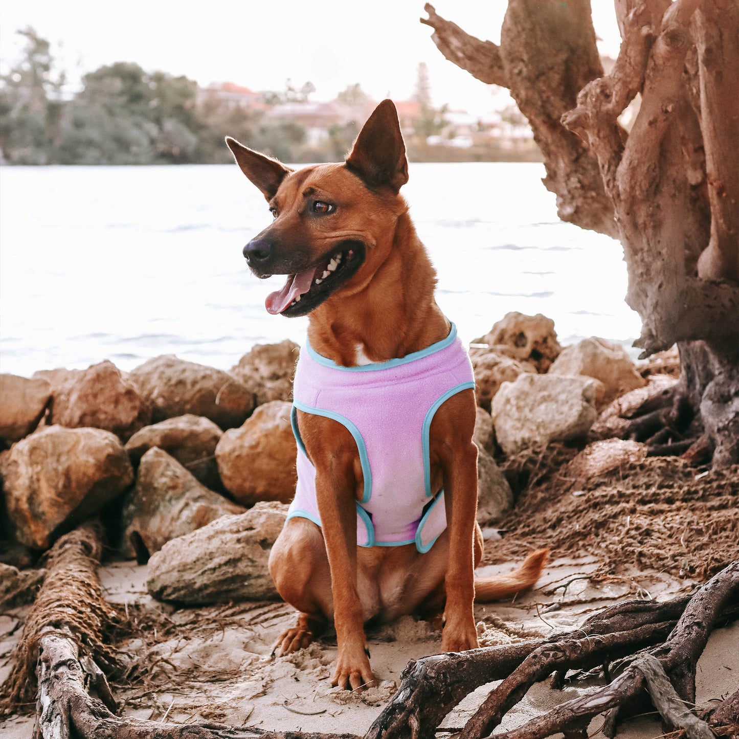 Huskimo Dog Coat Chill Mauve