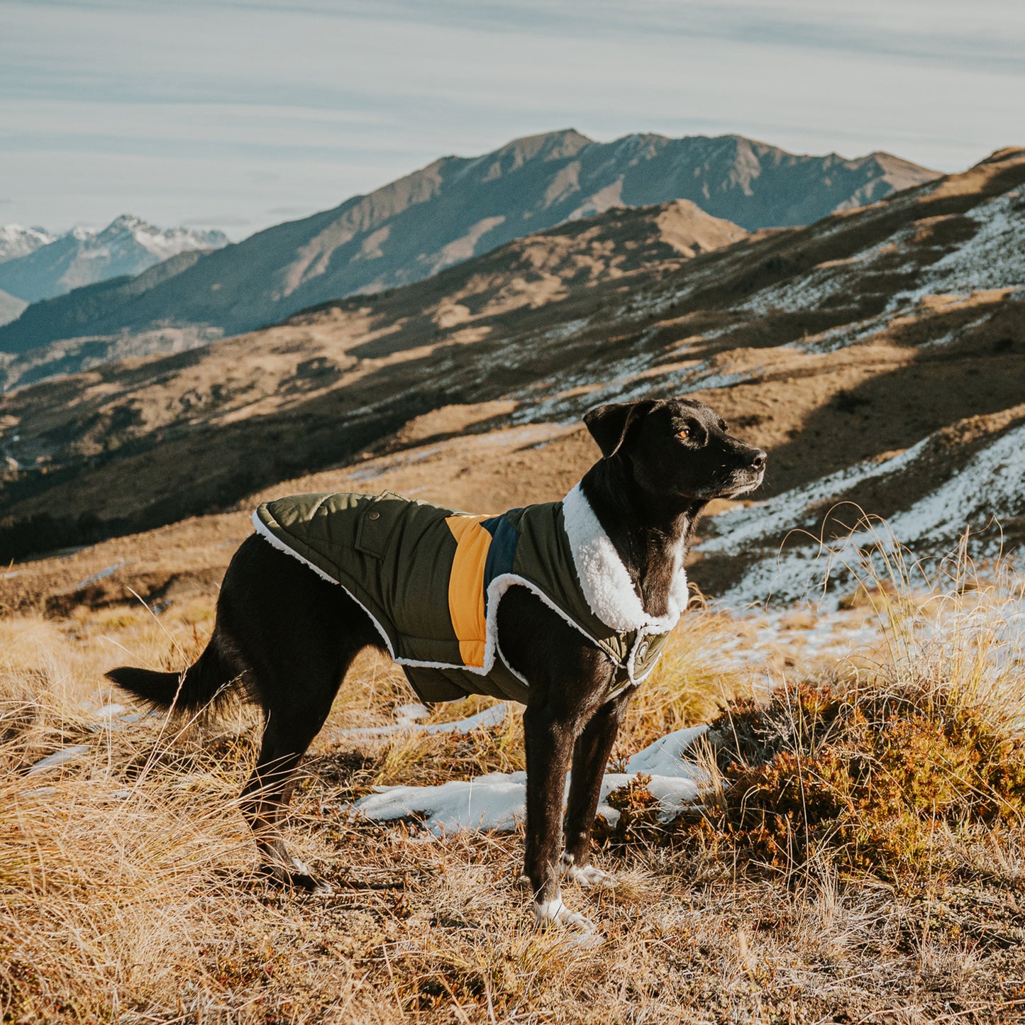 Huskimo Dog Coat Lightning Bolt Olive
