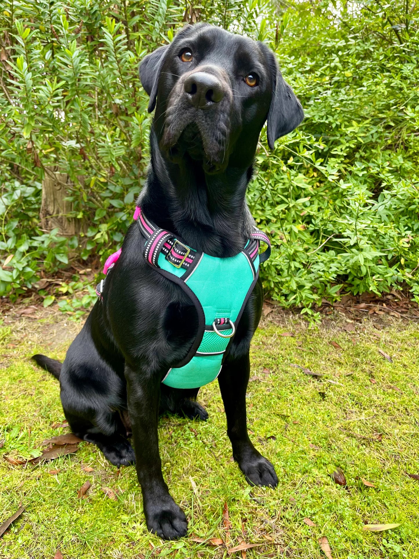 DOOG Neotech Harness Rin Tin Tin