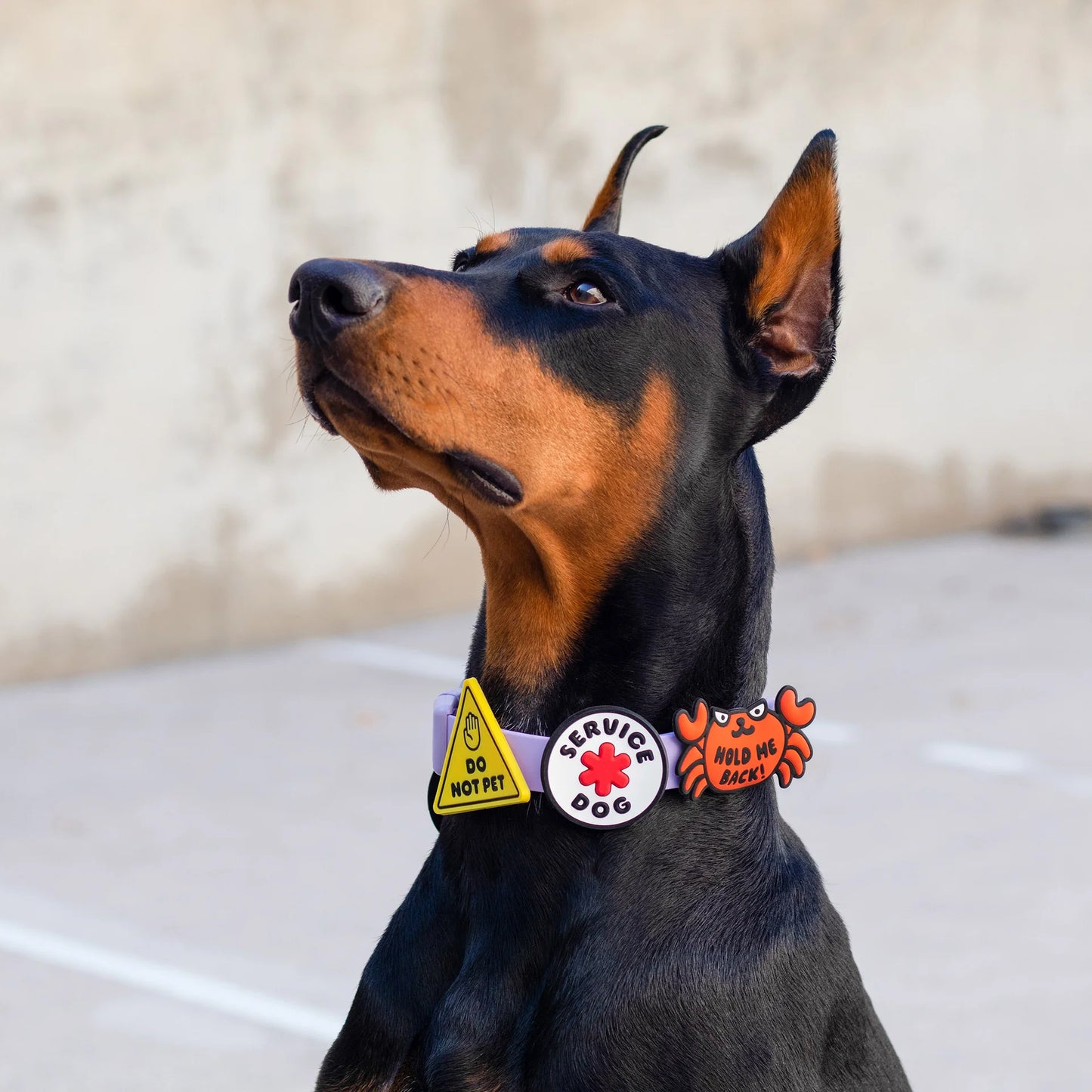 Jiby Dog Crew Dog Jibys Hold Me Back Charm