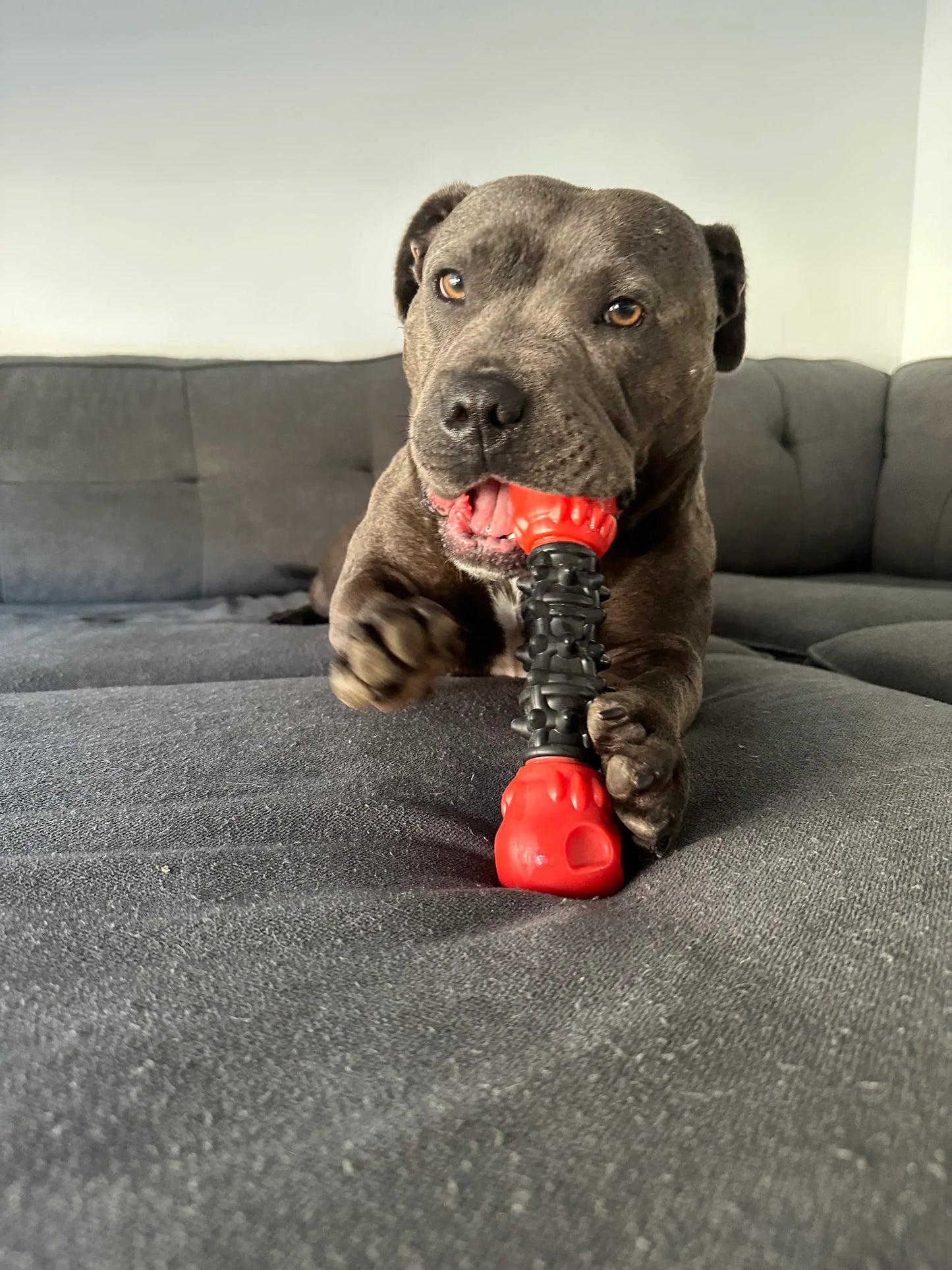 Happy Staffy Co Nylon Skull Bone