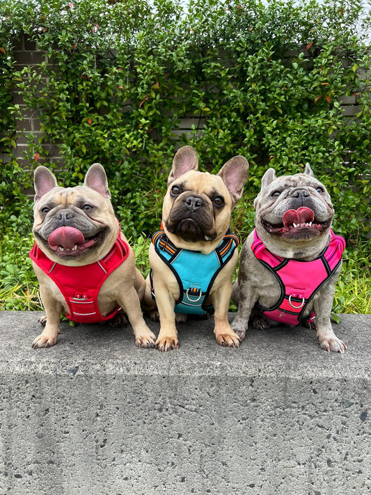 DOOG Neotech Harness Beethoven