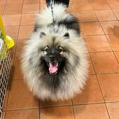 Thanks for coming in today, Winston 🐶 

Winston is a Keeshond breed! The Keeshond was previously known as the Dutch Barge Dog, as it was frequently seen on barges traveling the canals and rivers of the Netherlands.

-
-
-
#ipetstore #keeshond #keeshondsofinstagram #sutherlandshire #sutherlandshirebusiness