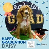 Congratulation to our recent Puppy Preschool Grads!🐶🎓 What a bunch of cuties!
Getting a puppy? Know someone who is? Enrol today with @pawsplusconsulting

-
-
-
-
-
-
-
#ipetstore #kirrawee #sutherlandshiresmallbusiness #sutherlandshirebusiness #sutherlandshiredoggos